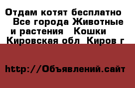 Отдам котят бесплатно  - Все города Животные и растения » Кошки   . Кировская обл.,Киров г.